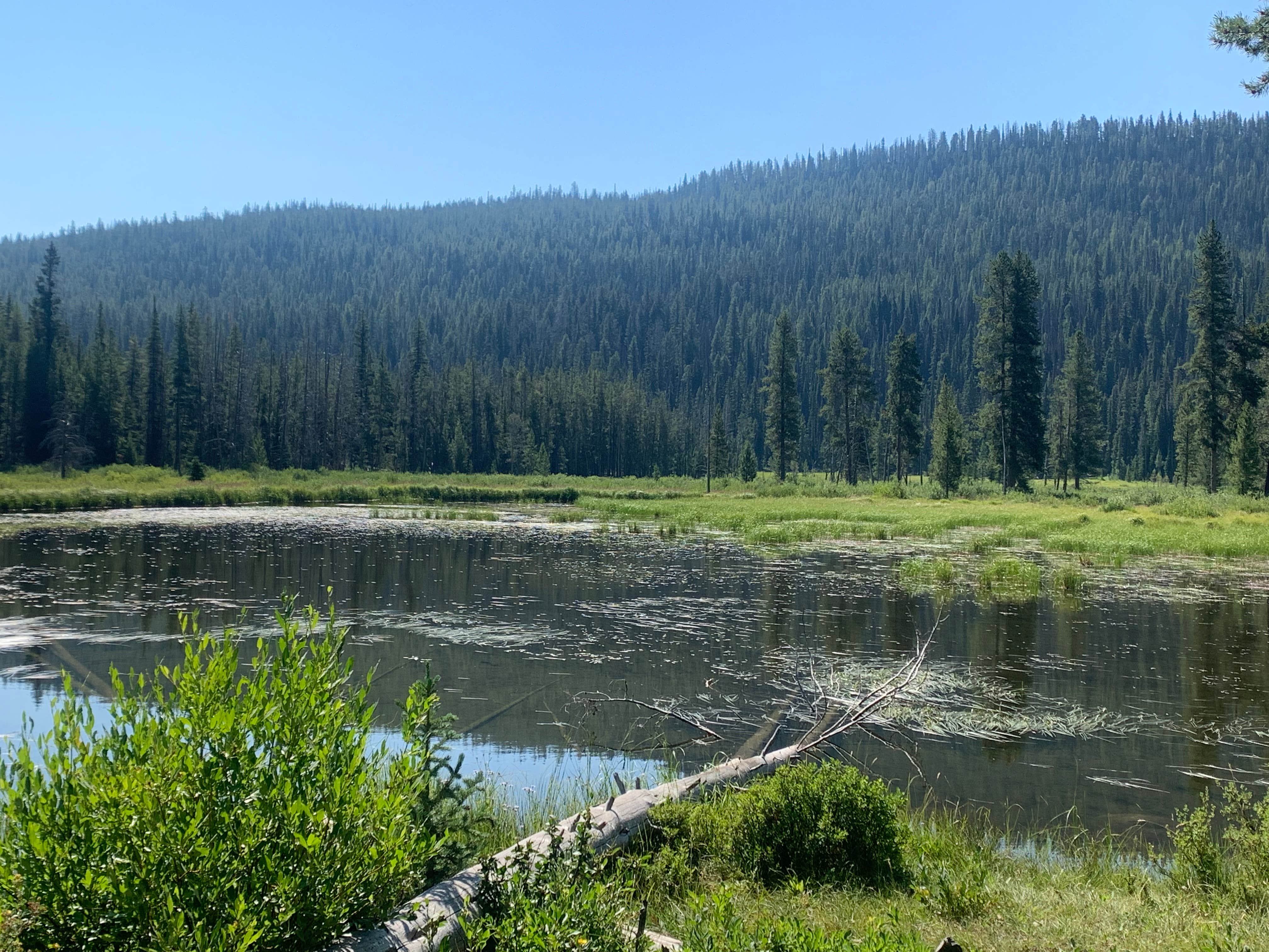 Camper-submitted photo at County Road 210 Dispersed near Stanley, ID