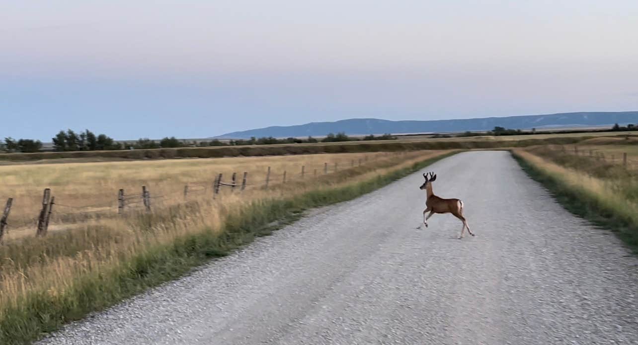 Samantha H.'s photo of camping with pets at Ackley Lake State Park Campground near Lewistown, MT