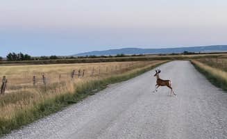 Samantha H.'s photo of camping with pets at Ackley Lake State Park Campground near Neihart, MT