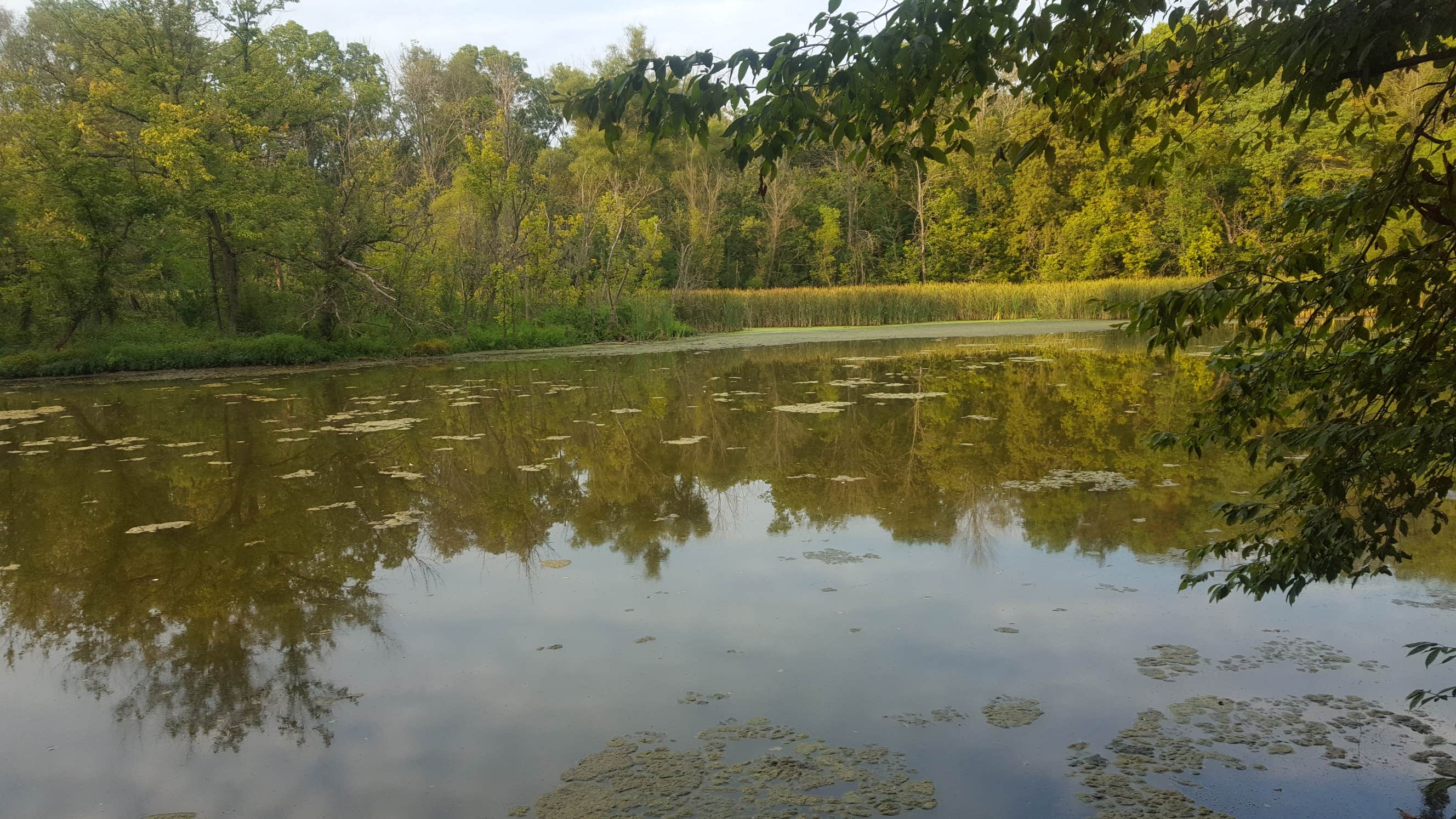 Camper submitted image from Lake Shelby Campground - 2