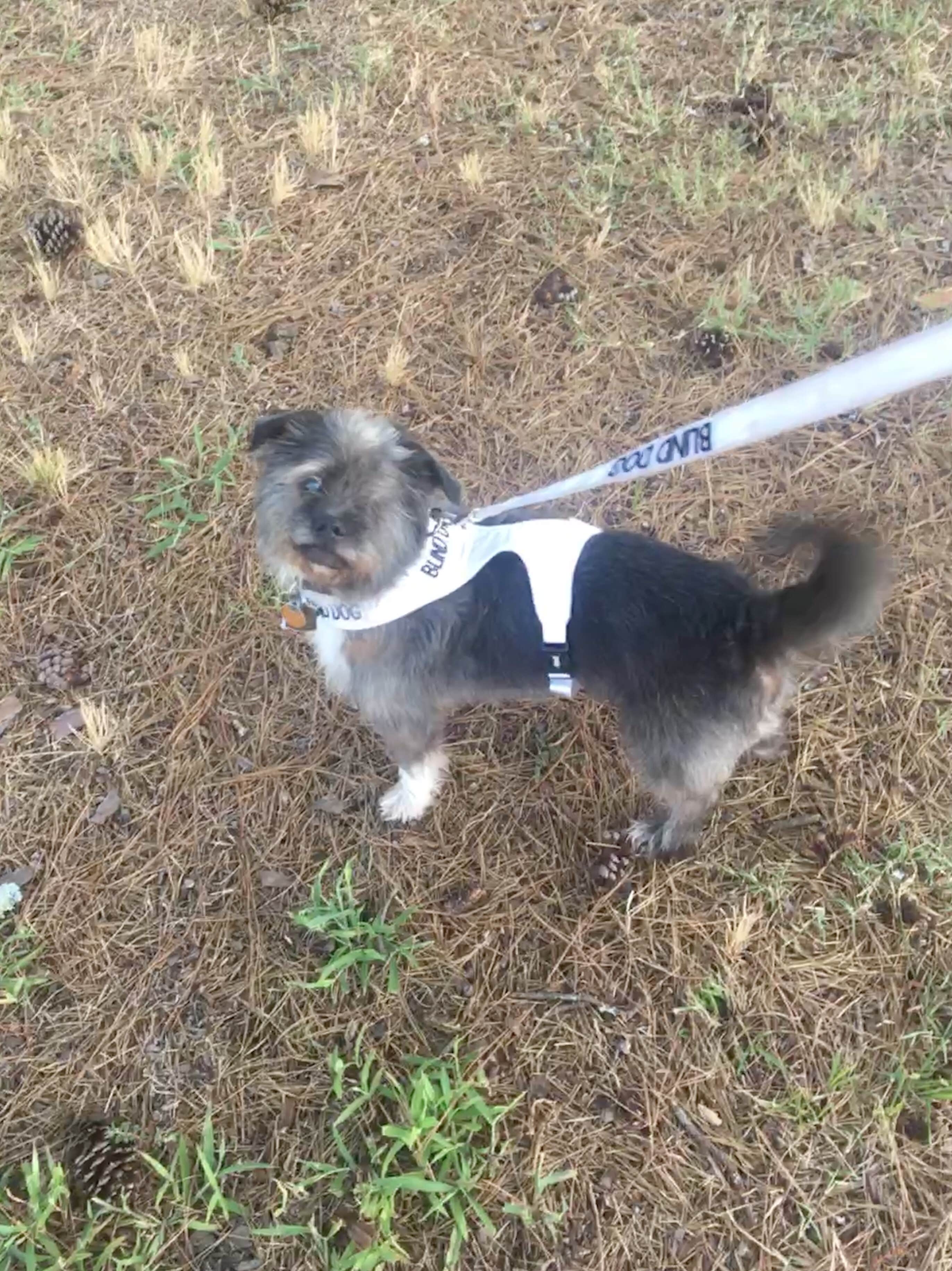 Brandie D.'s photo of camping with pets at Persimmon Hill(enid Lake) near Potts Camp, MS