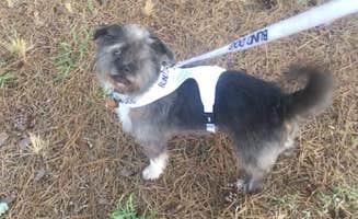 Brandie D.'s photo of camping with pets at Persimmon Hill(enid Lake) near Coldwater, MS
