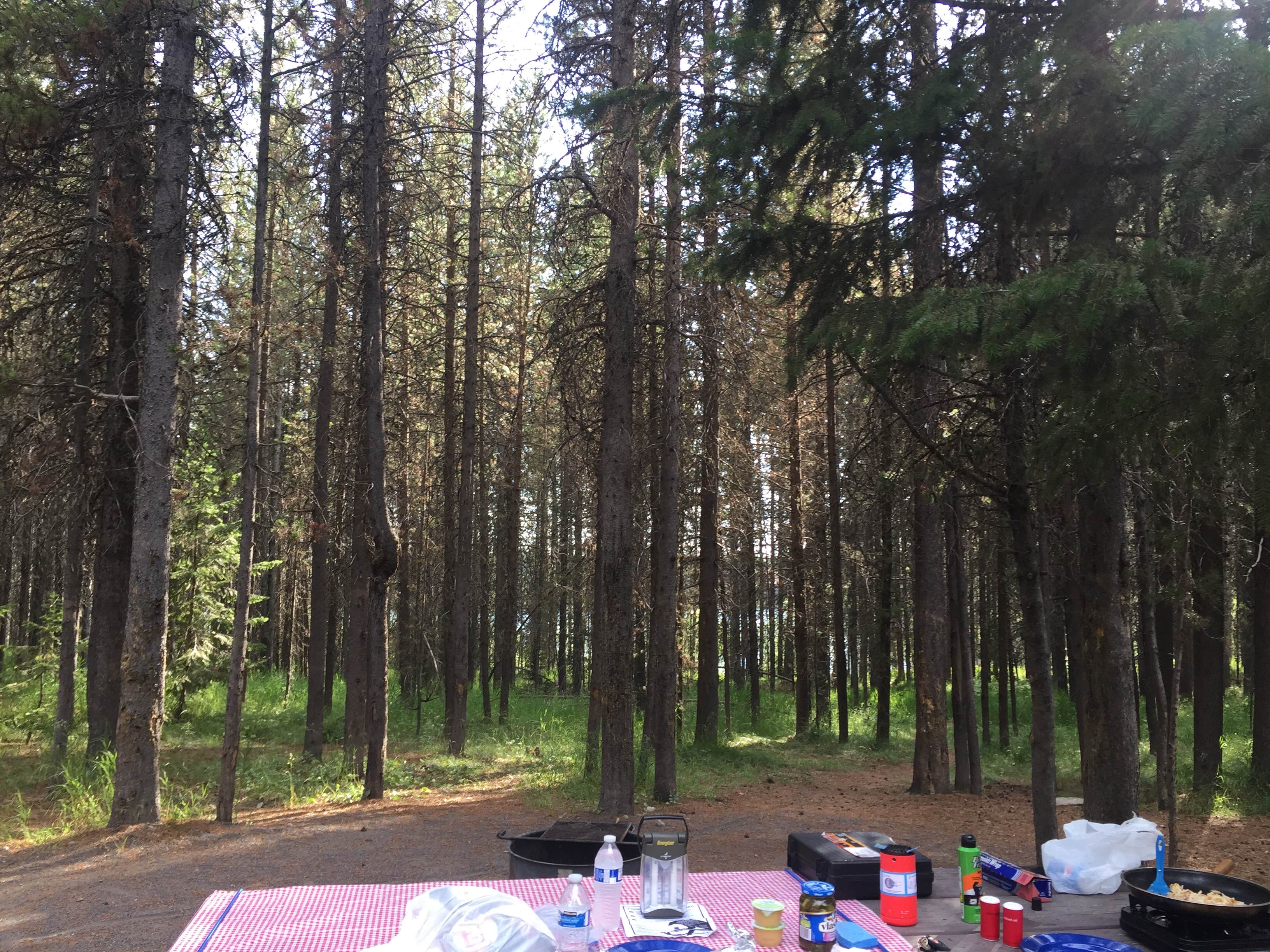 Camper submitted image from Targhee National Forest Buttermilk Campground - 5