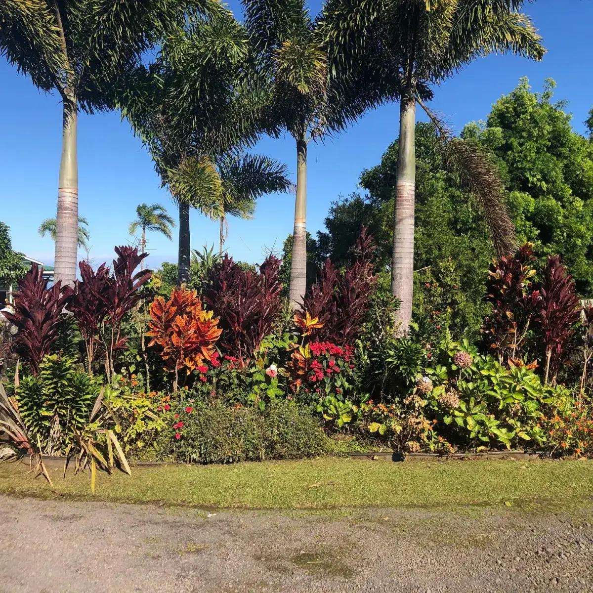 Camper-submitted photo at Moon Garden Farm Getaway near Hilo, HI