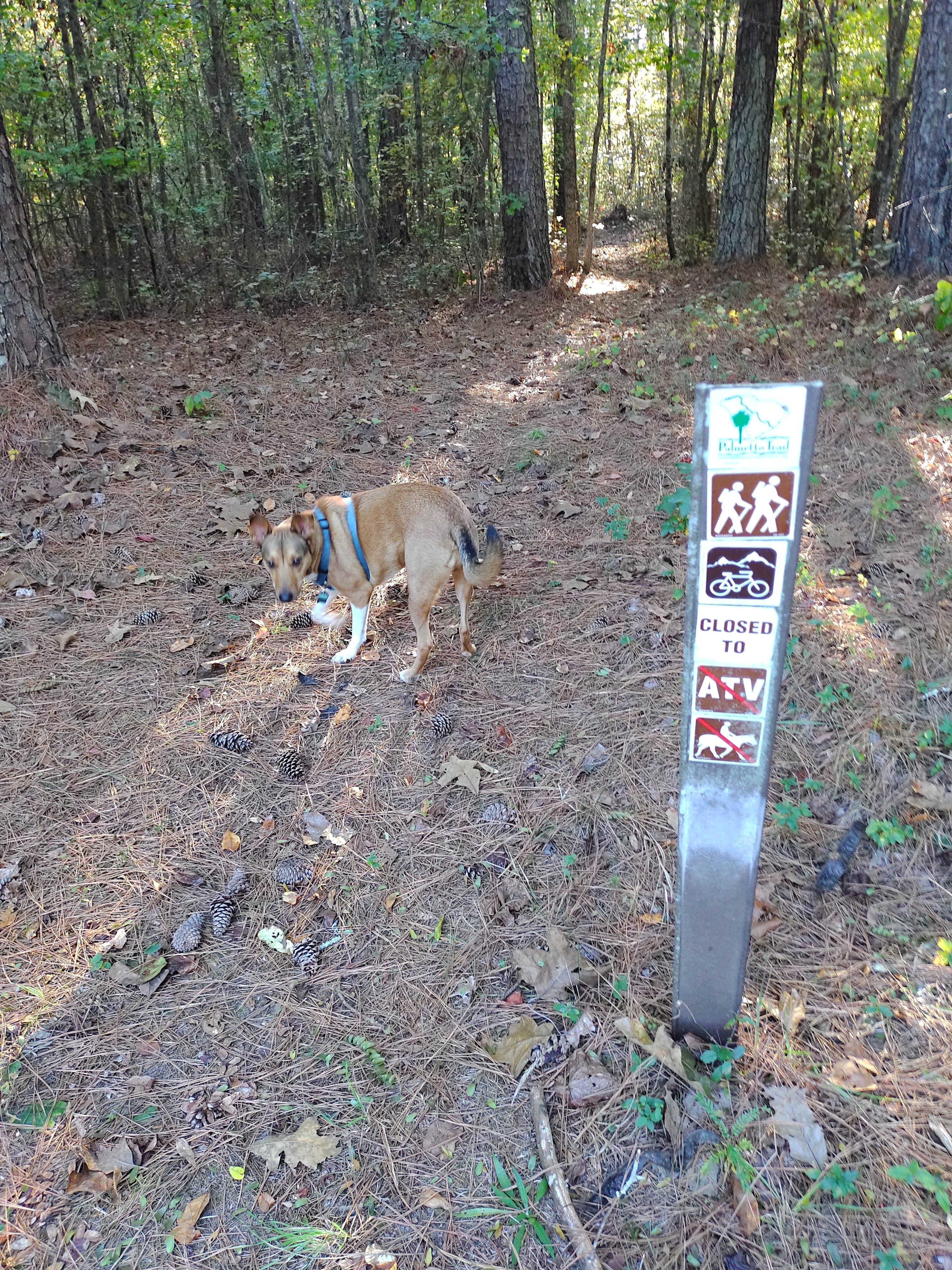 richardhoerz's photo of camping with pets at Sedalia Campground near Spartanburg, SC