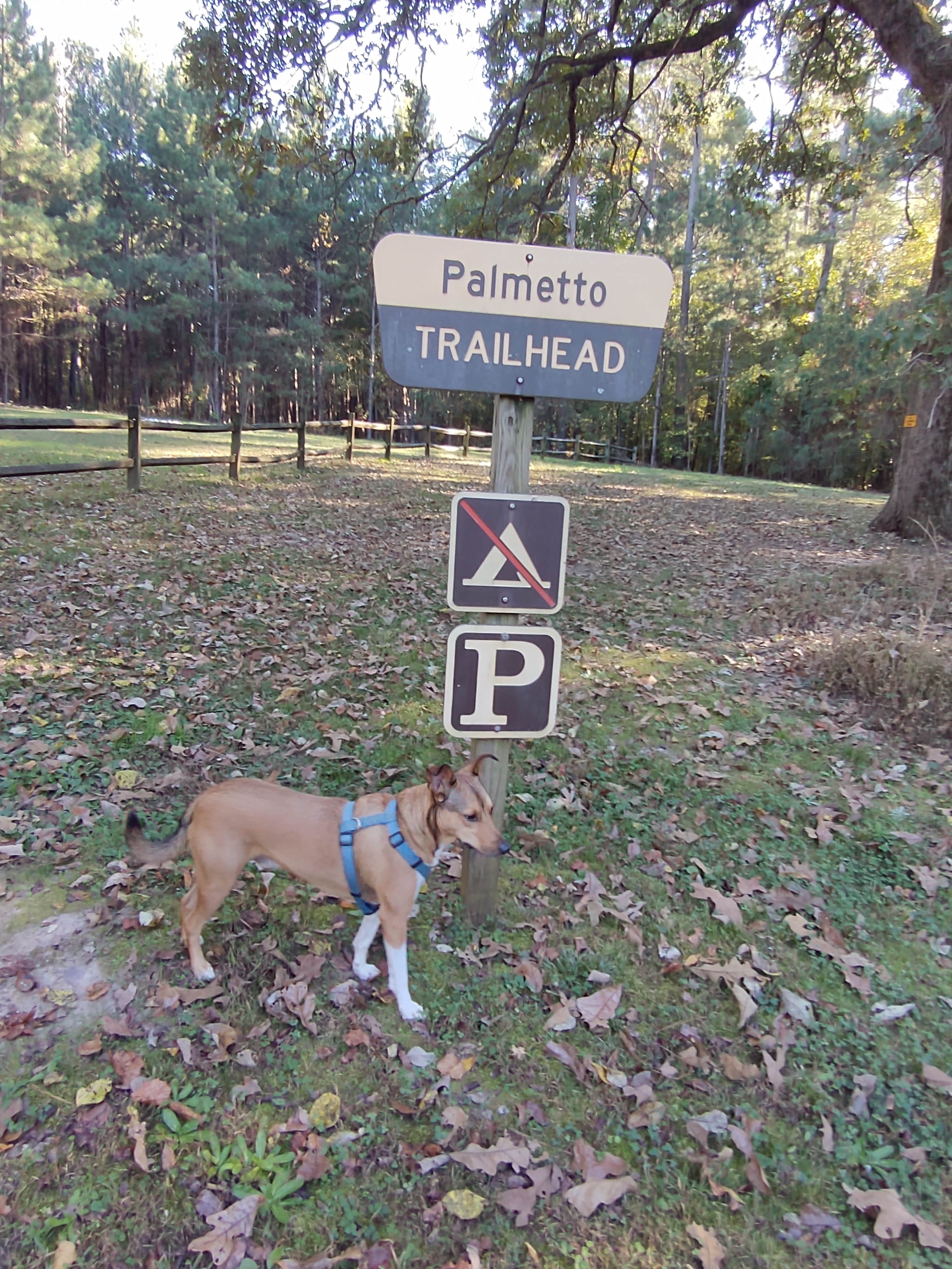 richardhoerz's photo of camping with pets at Sedalia Campground near Pauline, SC