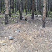 Review photo of Deer Creek Campground — Golden Gate Canyon by Cameron B., August 11, 2022