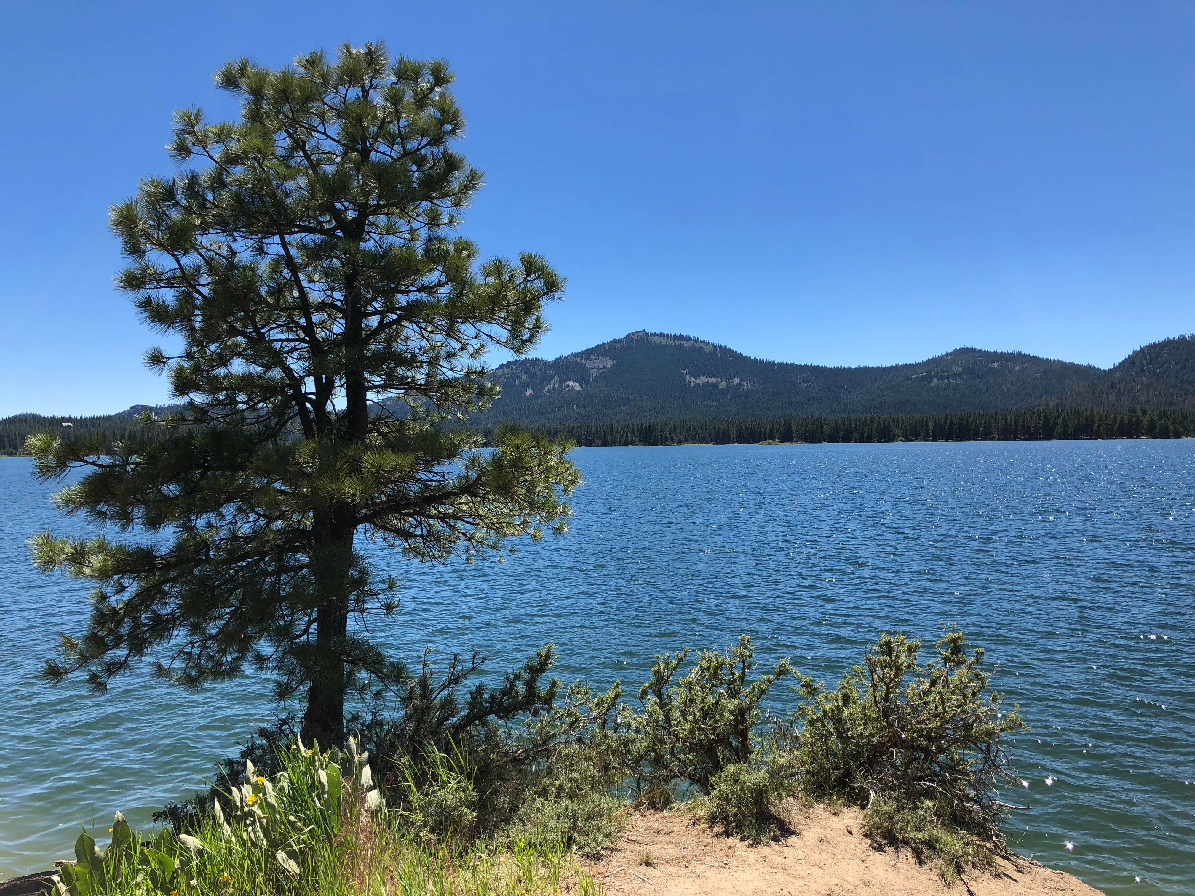 Camper-submitted photo at Grasshopper Flat near Clio, CA