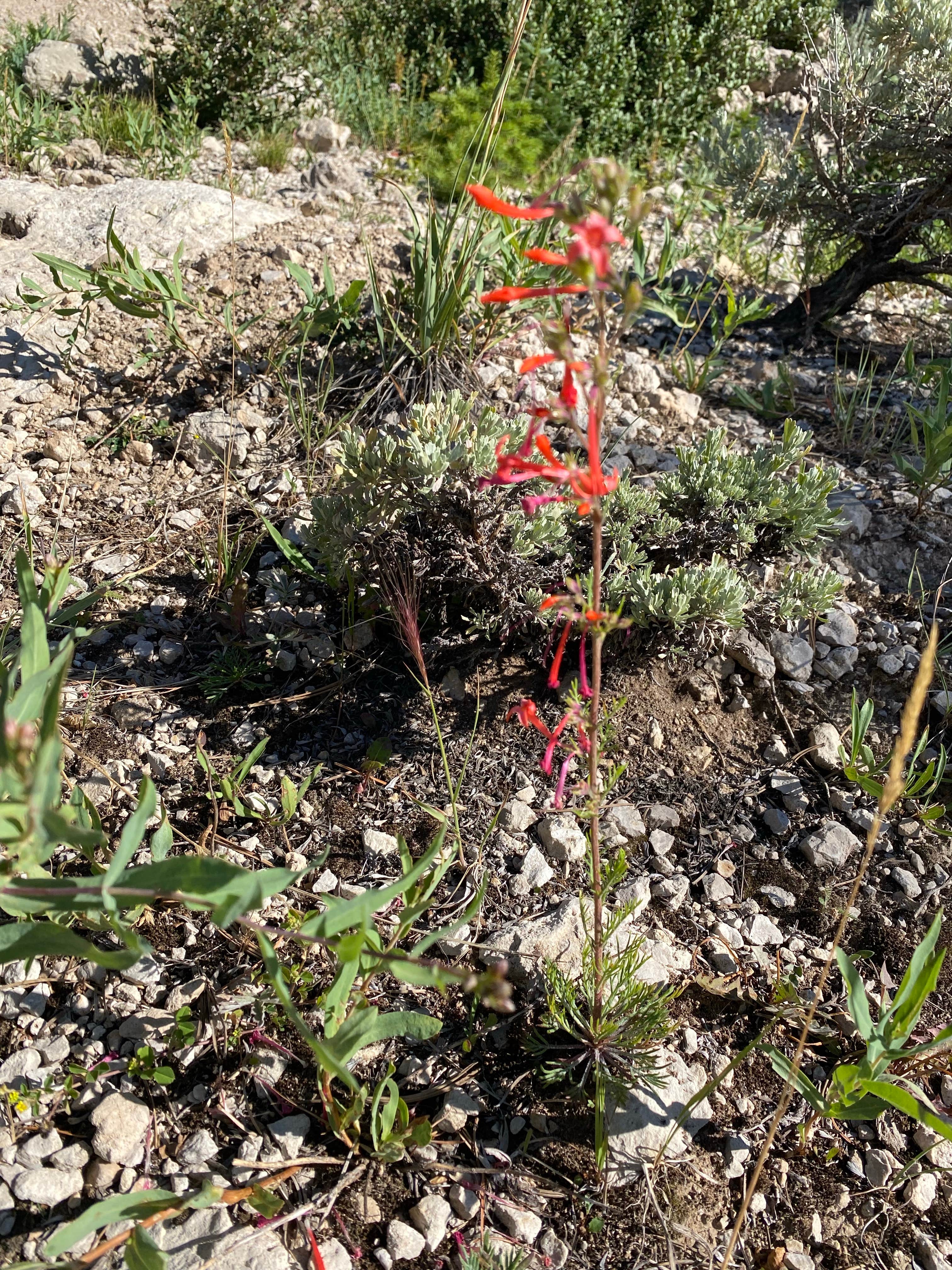 Camper-submitted photo at Wild Iris OK Corral near Lander, WY