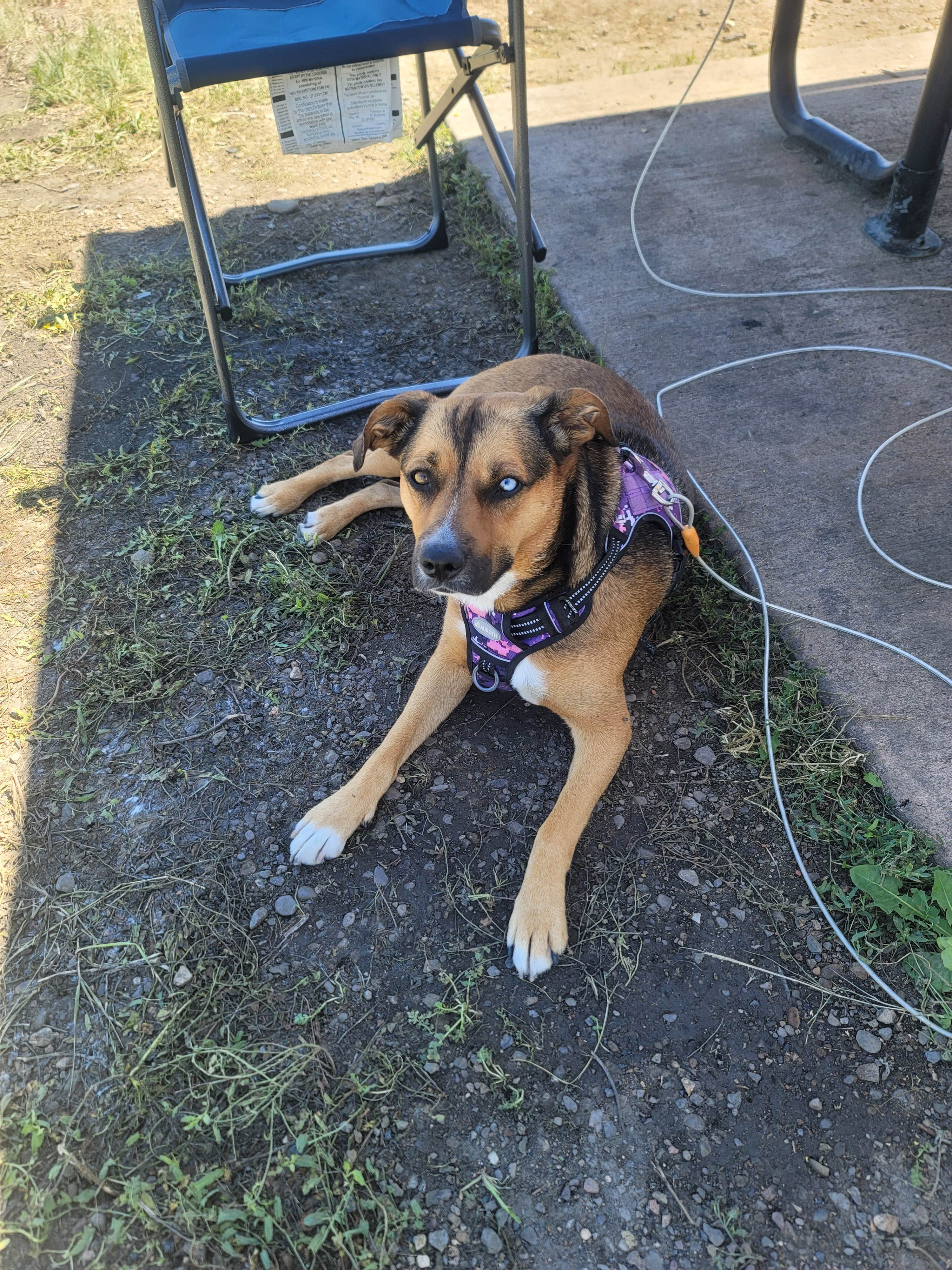 Ilene R.'s photo of camping with pets at South Shore Campground — Trinidad Lake State Park near Capulin, NM