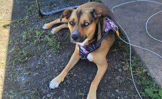 Ilene R.'s photo of camping with pets at South Shore Campground — Trinidad Lake State Park near Capulin, NM