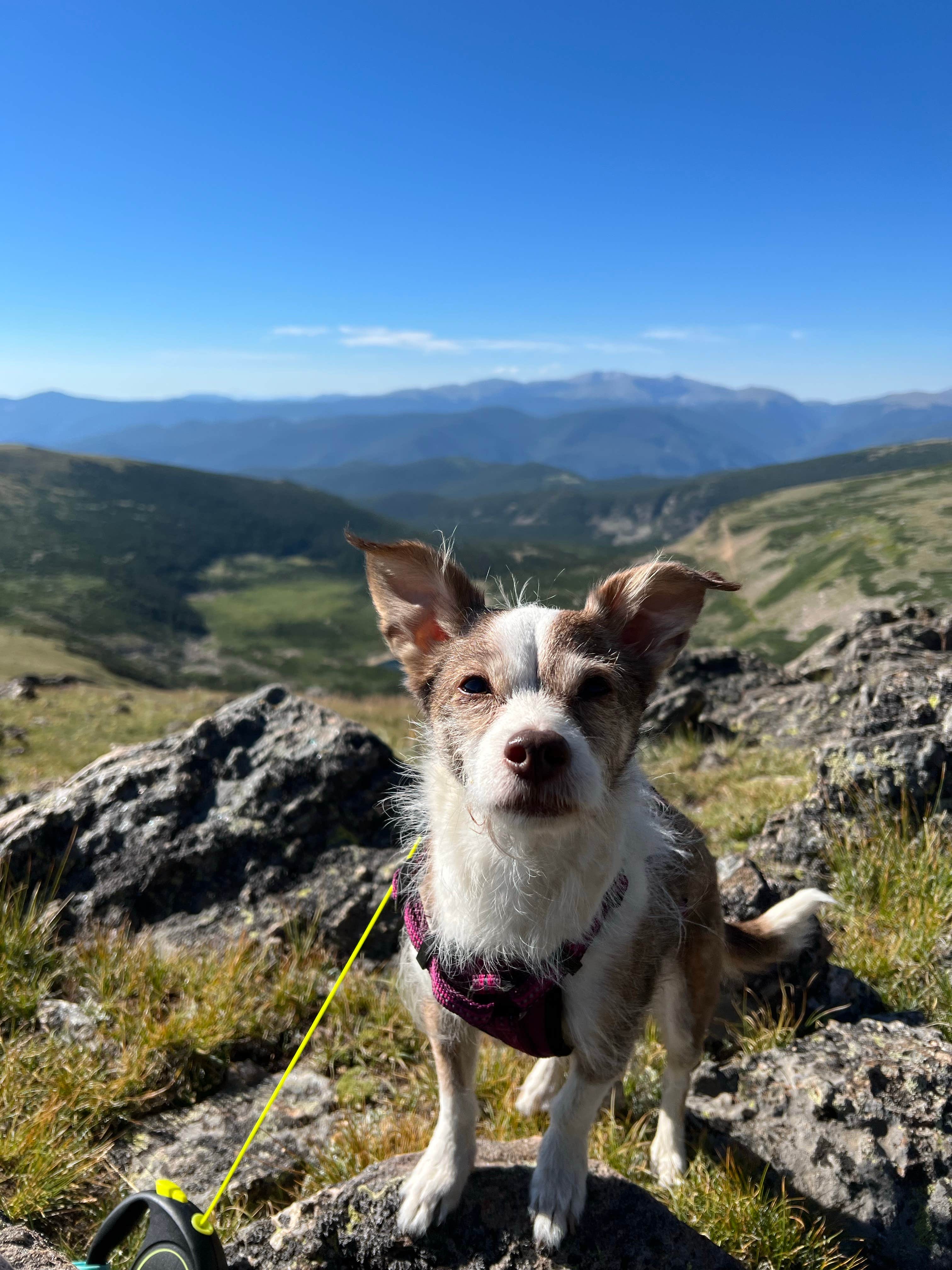 Timothy H.'s photo of camping with pets at Loch Lomond Dispersed near Silver Plume, CO