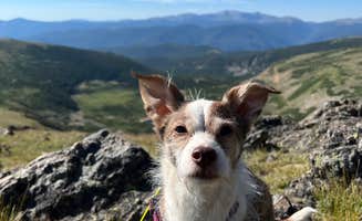 Timothy H.'s photo of camping with pets at Loch Lomond Dispersed near Georgetown, CO
