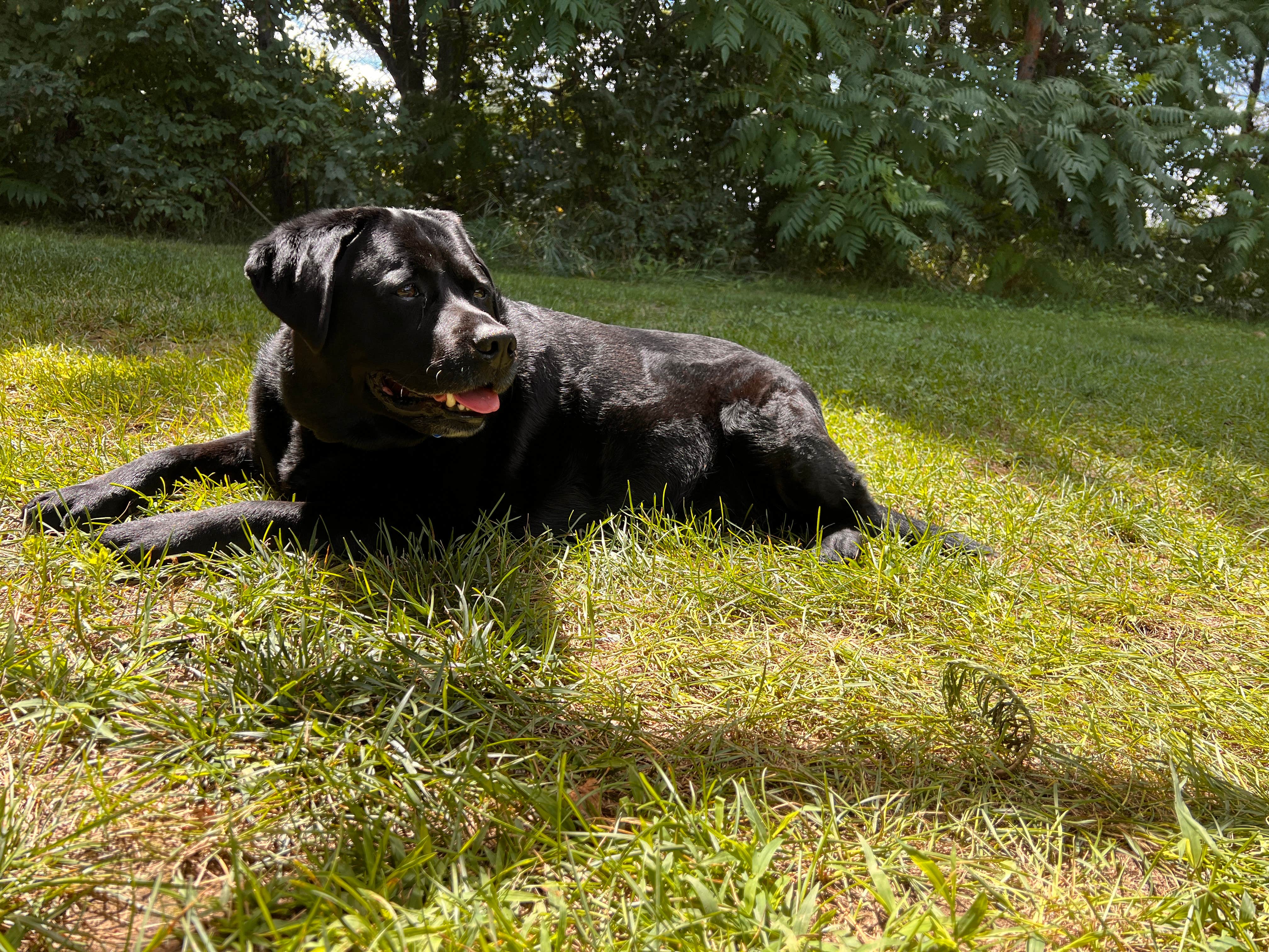 Tracey  S.'s photo of camping with pets at Krystal Lake Campground near Kawkawlin, MI