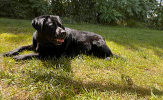 Tracey S.'s photo of camping with pets at Krystal Lake Campground near Avoca, MI