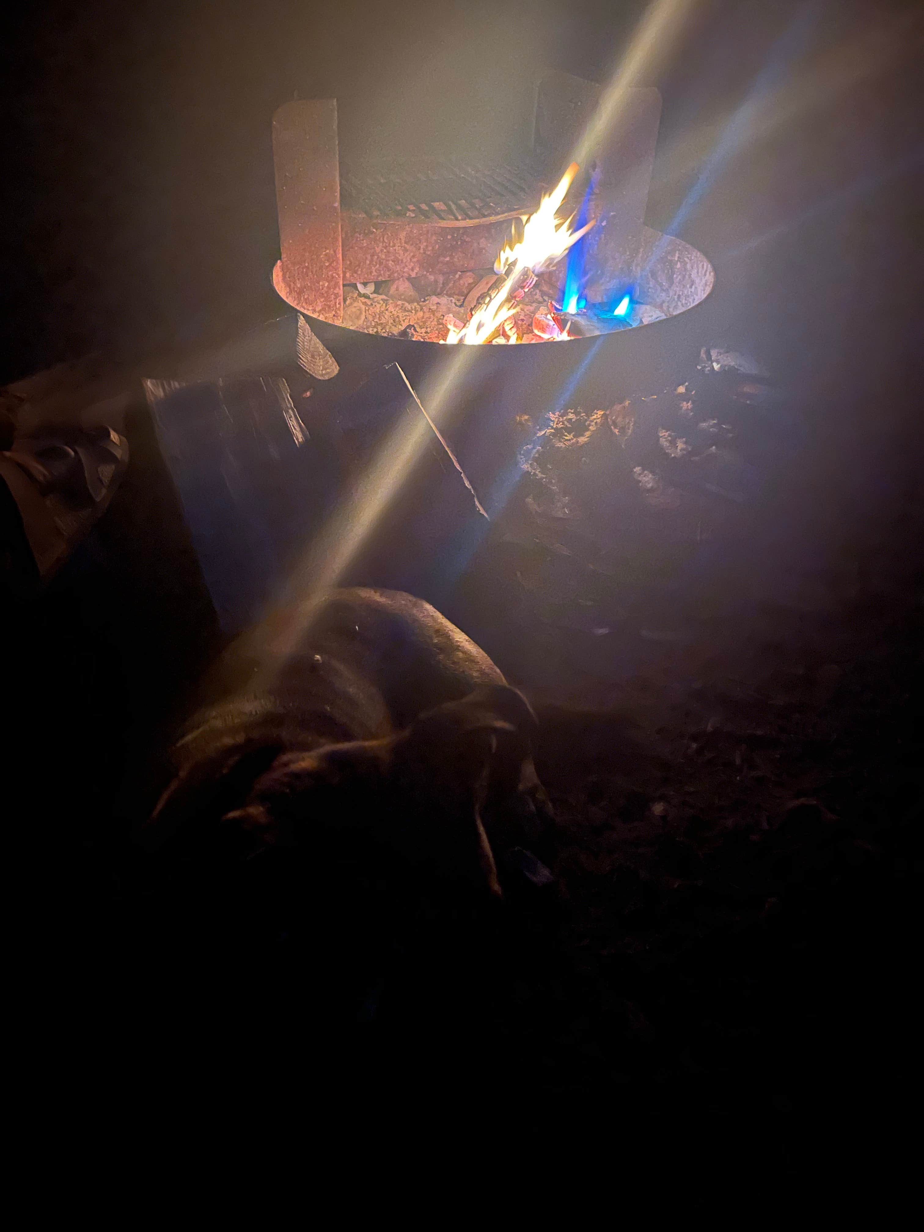 Alivia M.'s photo of camping with pets at Cedar Bluff near Friant, CA