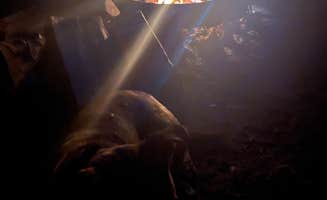 Alivia M.'s photo of camping with pets at Cedar Bluff near Bass Lake, CA