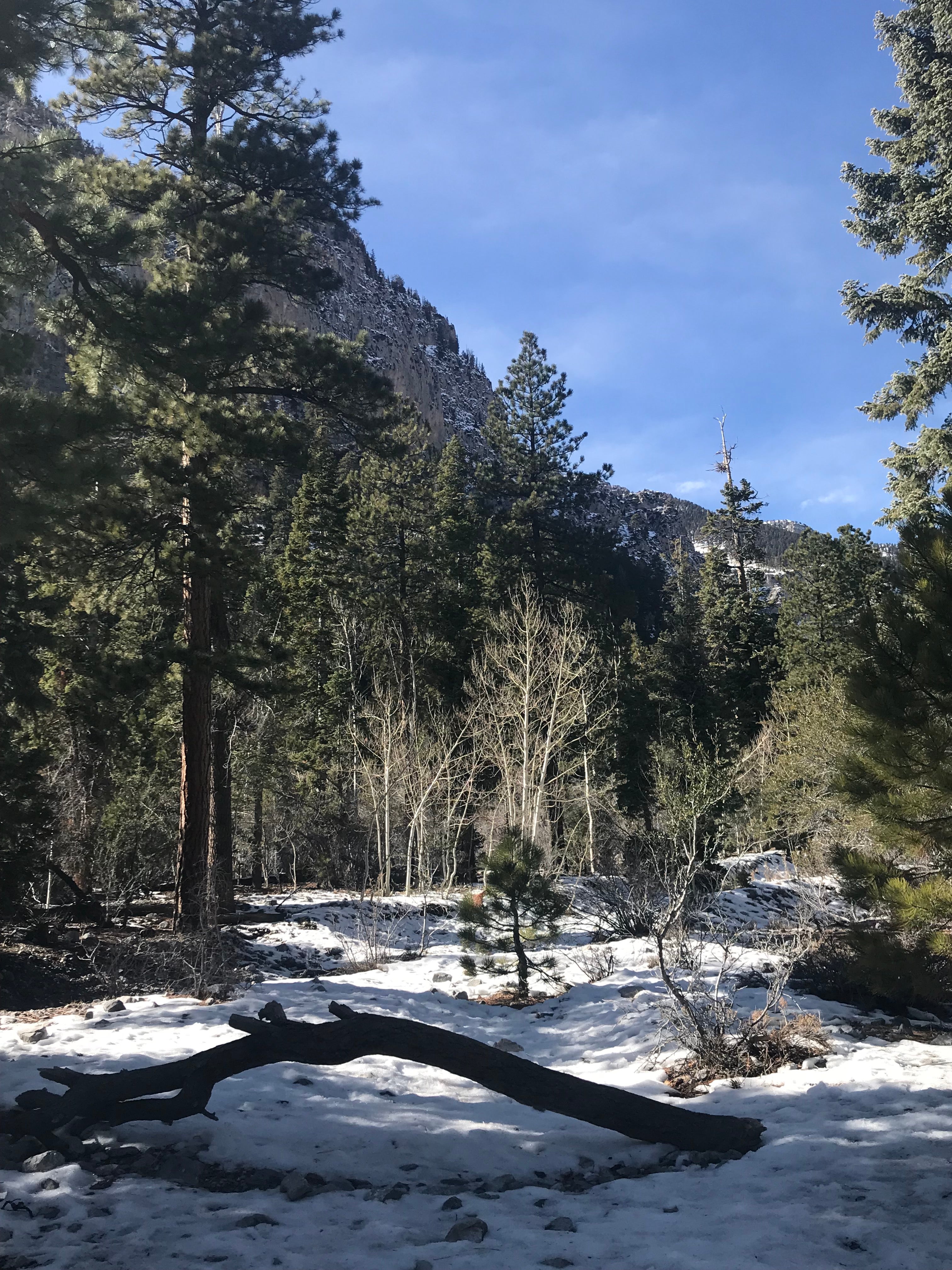 Scenic Mount Charleston Area Not Far From Camp