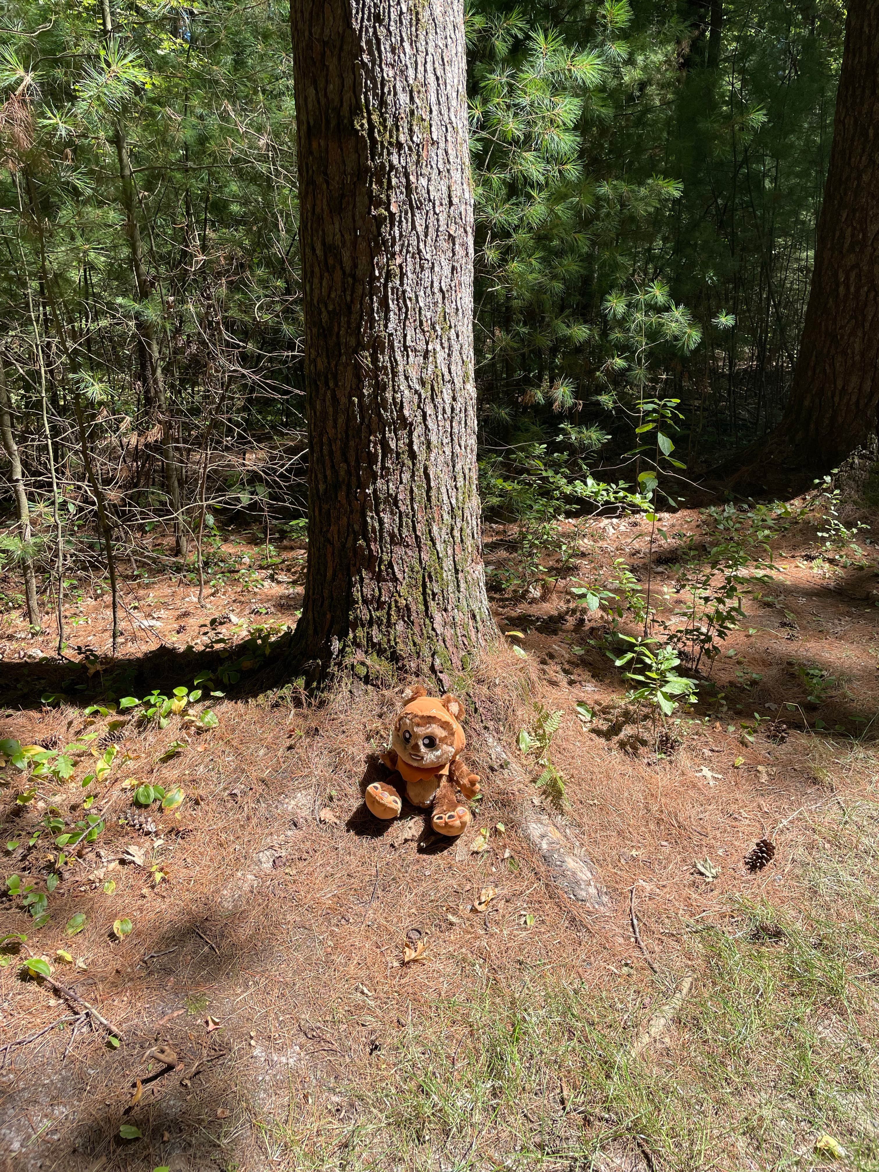 Nicole K.'s photo of camping with pets at Castle Mound Campground — Black River State Forest near Marshfield, WI