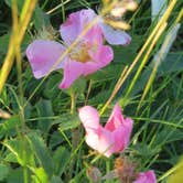 Review photo of Buffalo River State Park Campground by MARY K., August 12, 2022