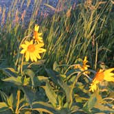 Review photo of Buffalo River State Park Campground by MARY K., August 12, 2022