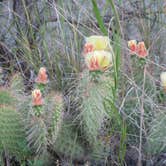 Review photo of Makoshika State Park Campground by MARY K., August 12, 2022