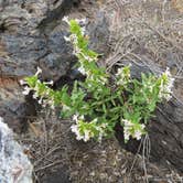 Review photo of Lava Flow Campground — Craters of the Moon National Monument by MARY K., August 12, 2022