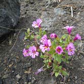 Review photo of Lava Flow Campground — Craters of the Moon National Monument by MARY K., August 12, 2022