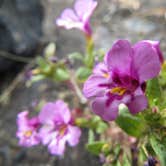 Review photo of Lava Flow Campground — Craters of the Moon National Monument by MARY K., August 12, 2022