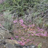 Review photo of Lava Flow Campground — Craters of the Moon National Monument by MARY K., August 12, 2022