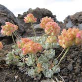 Review photo of Lava Flow Campground — Craters of the Moon National Monument by MARY K., August 12, 2022