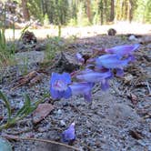 Review photo of Manzanita Lake Campground — Lassen Volcanic National Park by MARY K., August 12, 2022