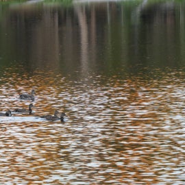 Ducks on Summit Lake