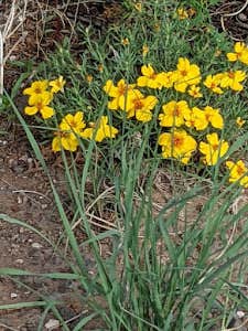 Camper-submitted photo at Desert Falcon Ranch, LLC near St. Johns, AZ