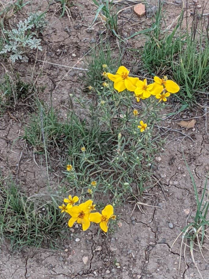Camper-submitted photo at Desert Falcon Ranch, LLC near St. Johns, AZ