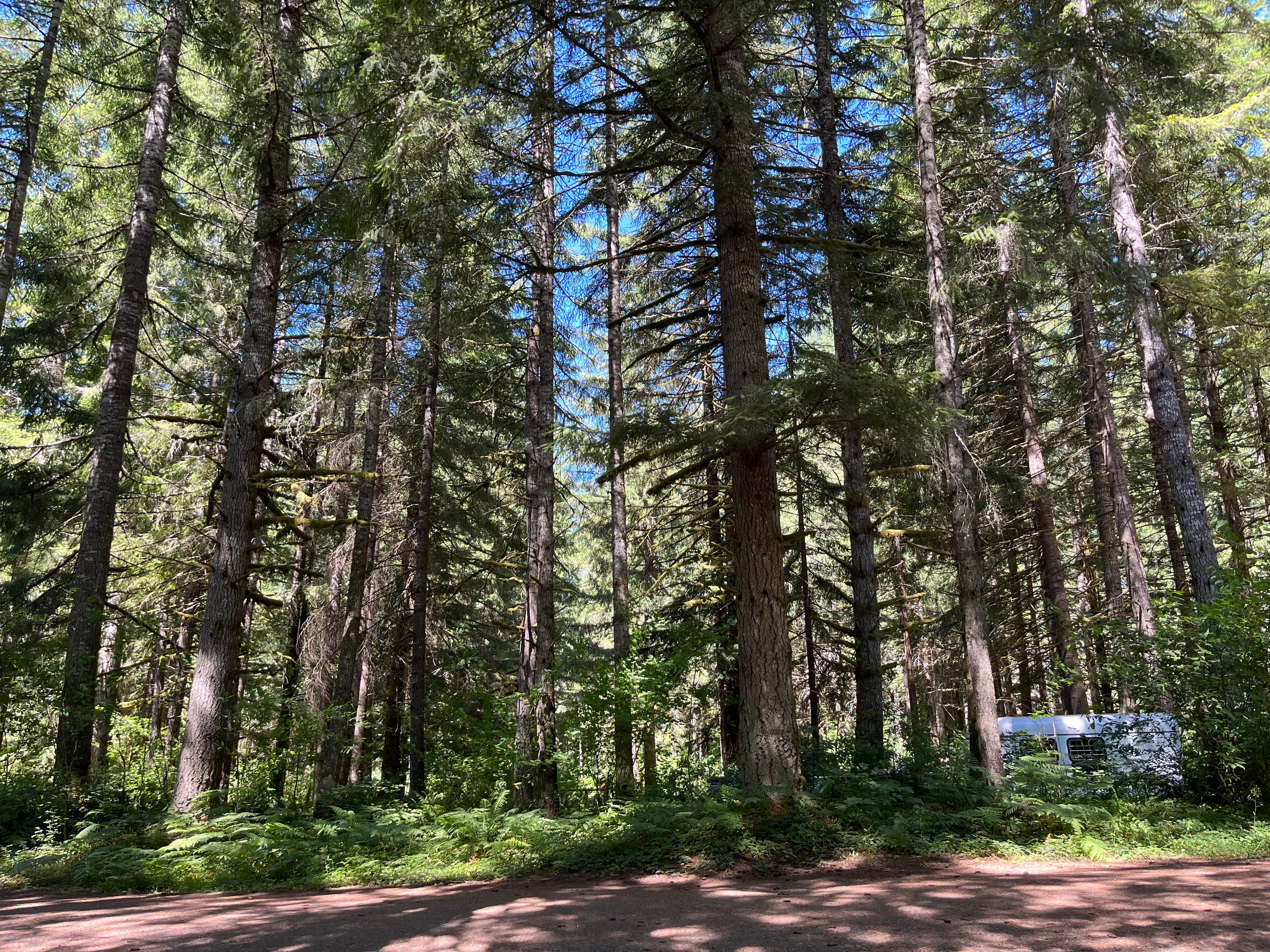 Camper-submitted photo at Sahara Creek DNR Horse Camp near Ashford, WA