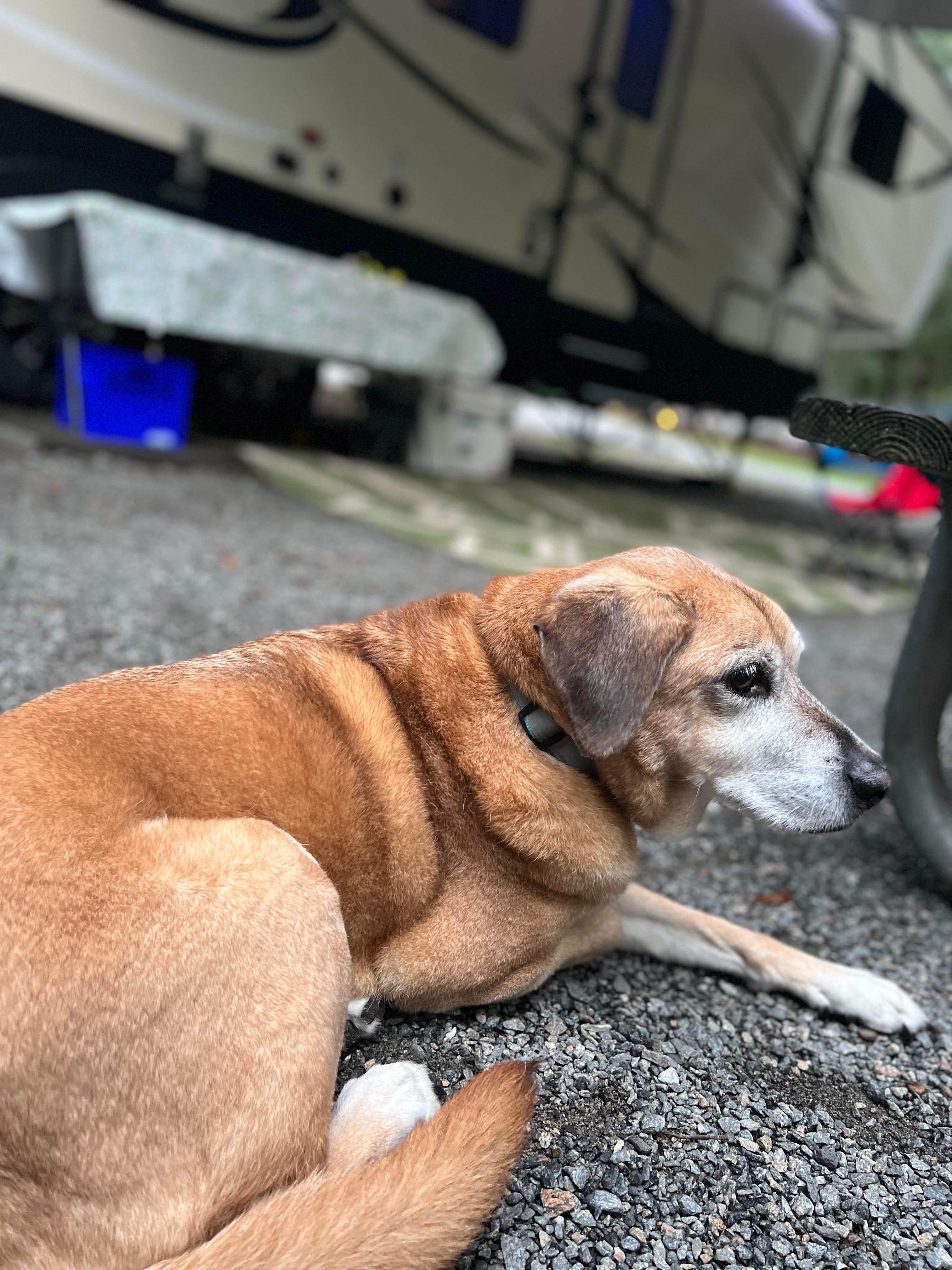 Joe O.'s photo of camping with pets at Little Ocmulgee State Park & Lodge near Fitzgerald, GA