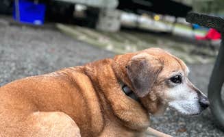 Joe O.'s photo of camping with pets at Little Ocmulgee State Park & Lodge near Hazlehurst, GA