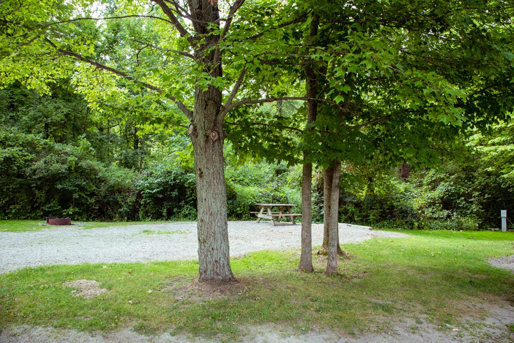 Camper submitted image from Potato Creek State Park Campground - 3