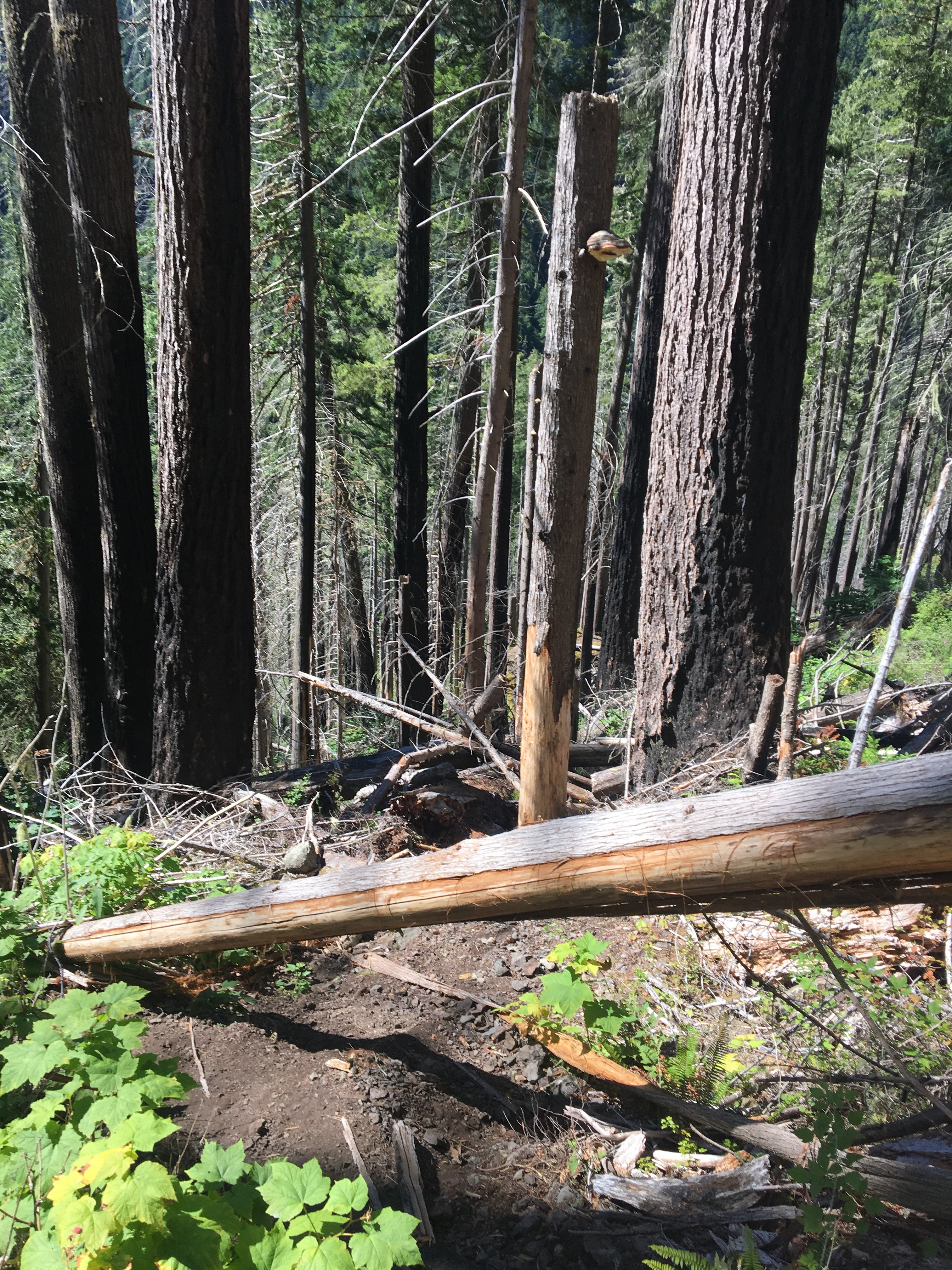 Lots of downed trees on lower section of trail
