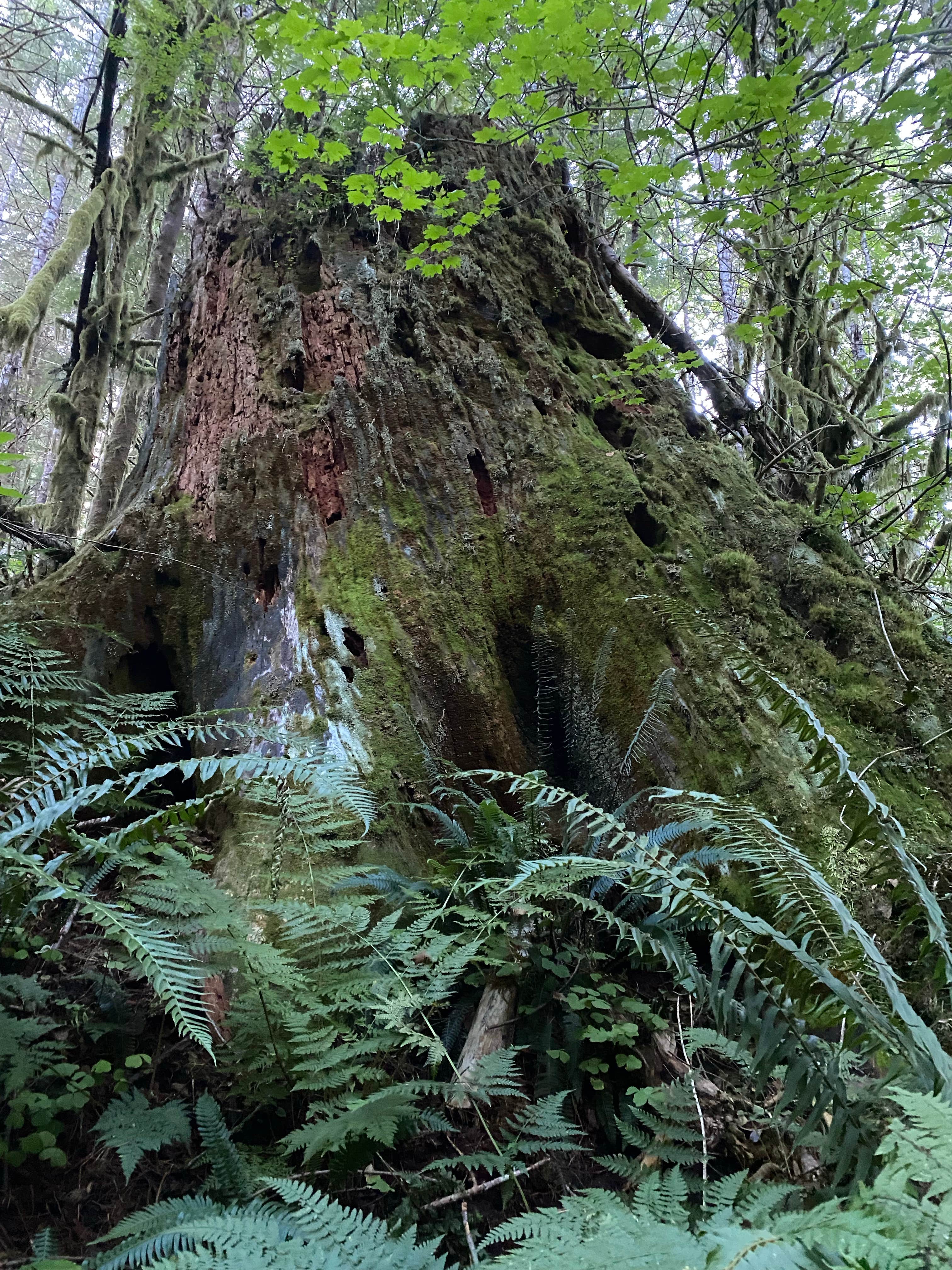 Camper-submitted photo at Camper Cove RV park near Pacific City, OR