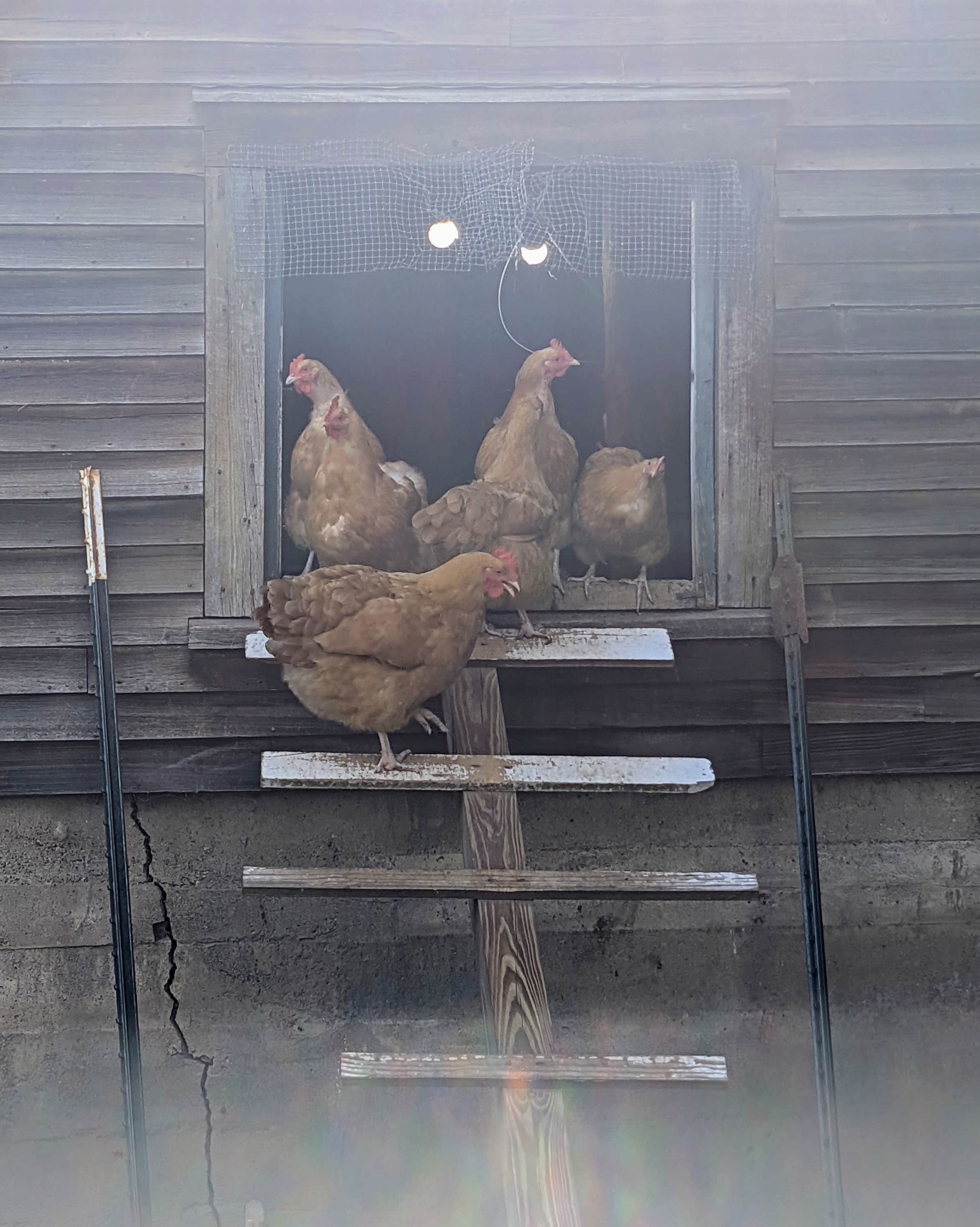 Camping near Riverside Camping & RV Resort: Private Field and Woods Camping, Whitefield, New Hampshire