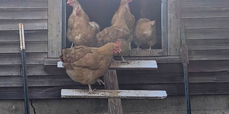 Camper submitted image from Private Field and Woods Camping