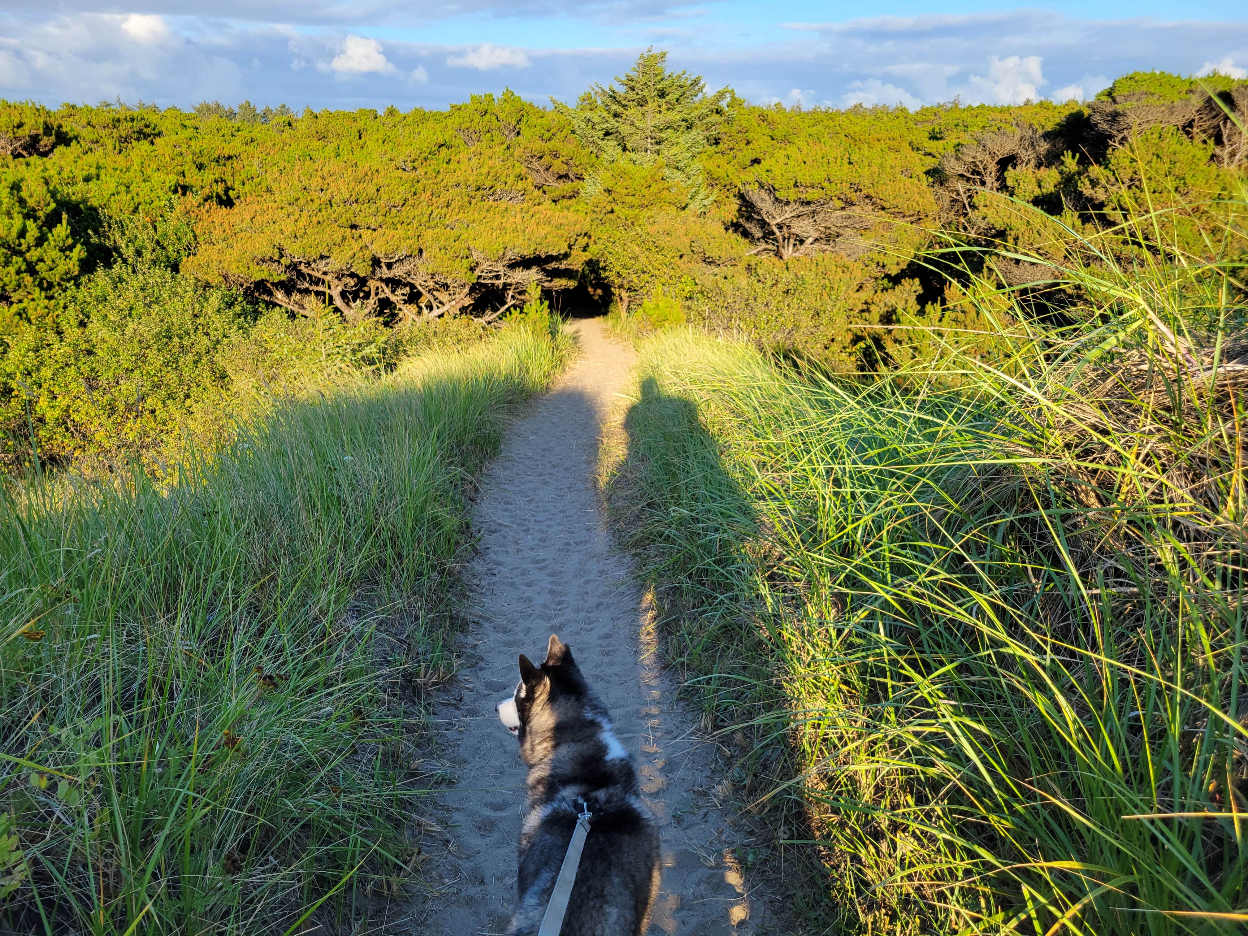 Robert K.'s photo of camping with pets at Twin Harbors State Park Campground near Montesano, WA