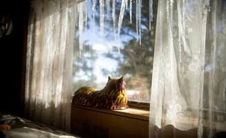 Jessica K.'s photo of camping with pets at Vein Of Gold Cabin near Boulder, CO