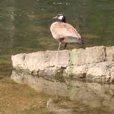 Review photo of Potowatomi Campground — Kankakee River State Park by phillip L., July 27, 2016