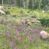 Review photo of Aspen Glade (rio Grande National Forest, Co) by Bruce F., August 13, 2022