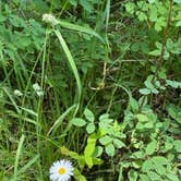 Review photo of Lolo Creek Campground by Marian J., August 14, 2022