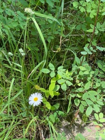 Camper submitted image from Lolo Creek Campground - 1