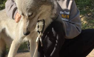 Shy S.'s photo of camping with pets at Big Pine Campground near Paradise, MT